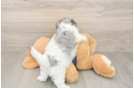 Havapoo Puppy for Adoption