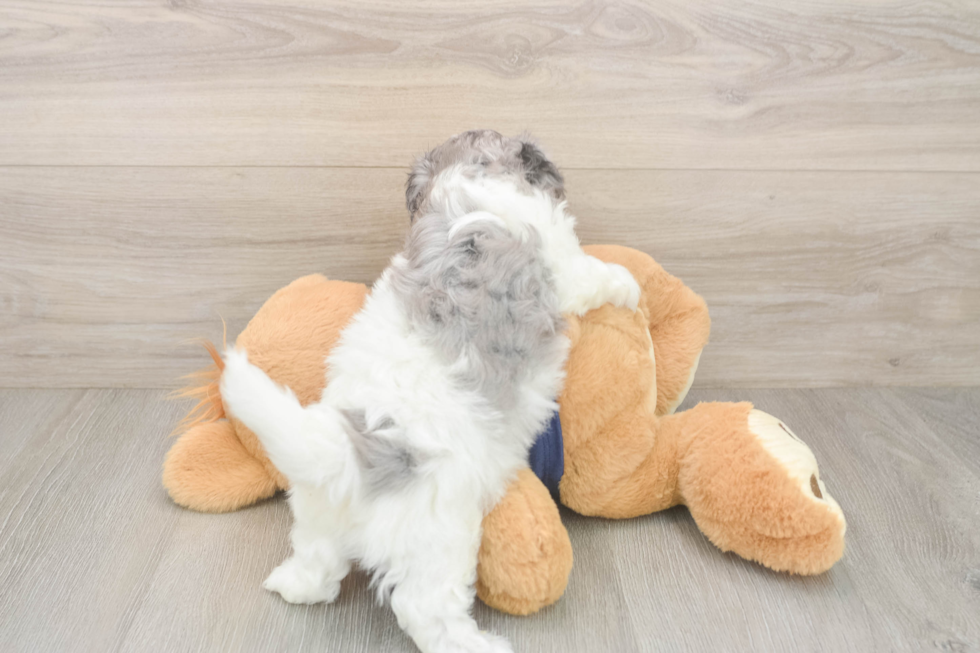 Havapoo Puppy for Adoption