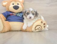 7 week old Havapoo Puppy For Sale - Seaside Pups
