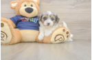 Popular Havapoo Poodle Mix Pup