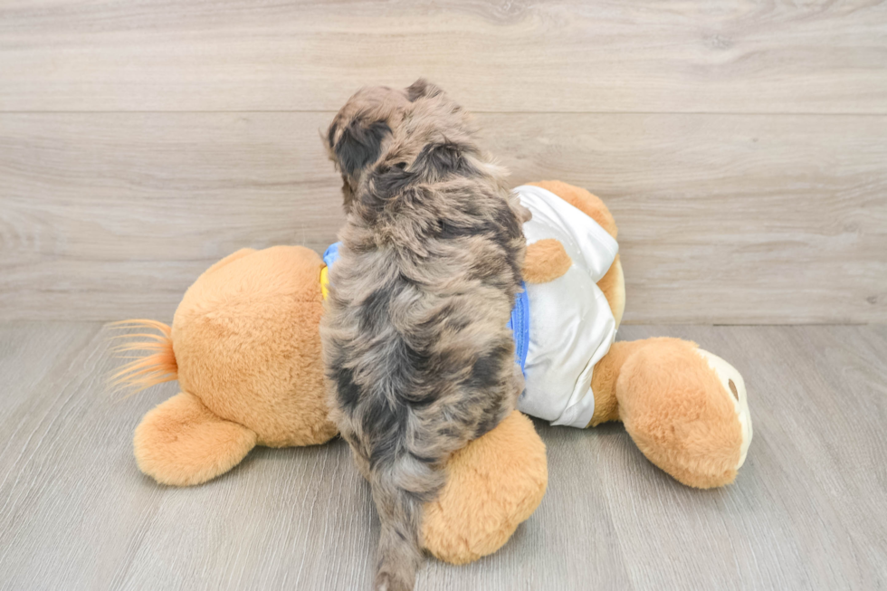 Havapoo Pup Being Cute