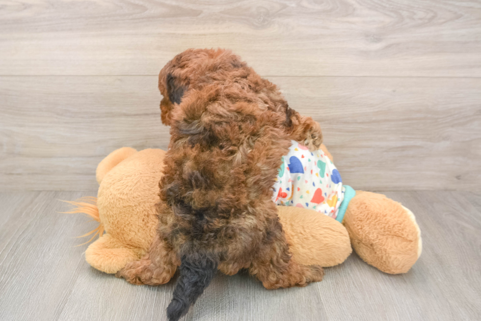Fluffy Havapoo Poodle Mix Pup