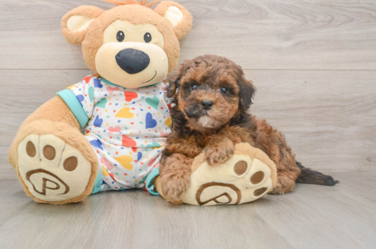 Havapoo Pup Being Cute