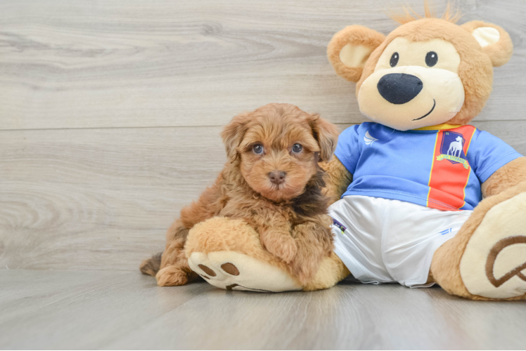Little Havadoodle Poodle Mix Puppy