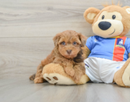 8 week old Havapoo Puppy For Sale - Seaside Pups