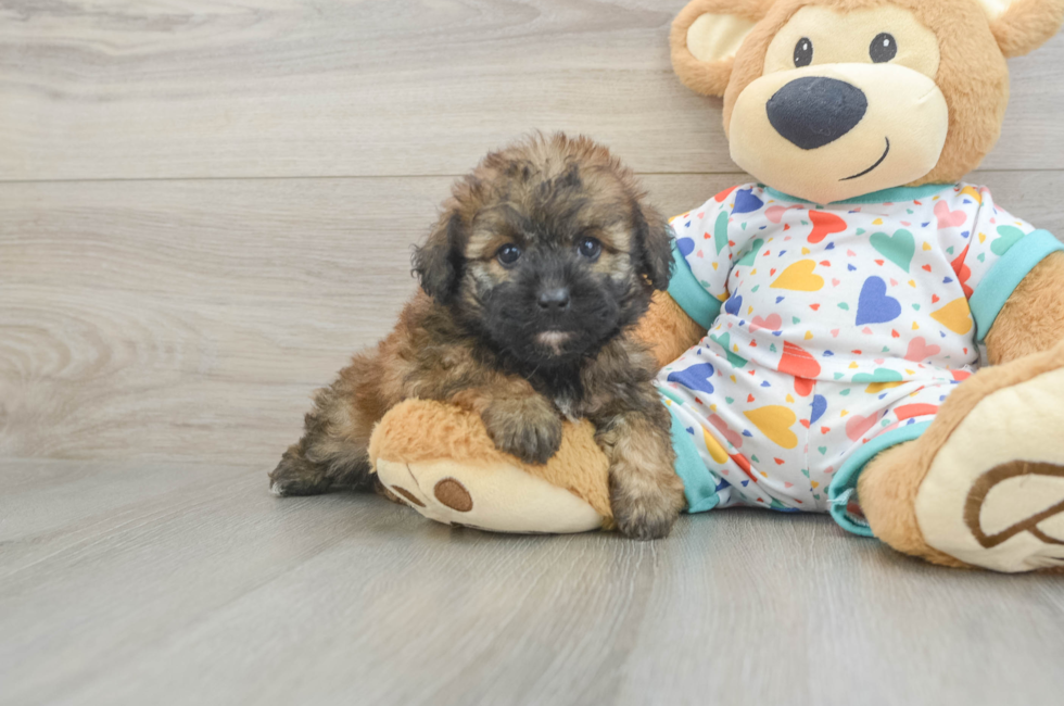 6 week old Havapoo Puppy For Sale - Seaside Pups