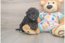 Funny Havapoo Poodle Mix Pup