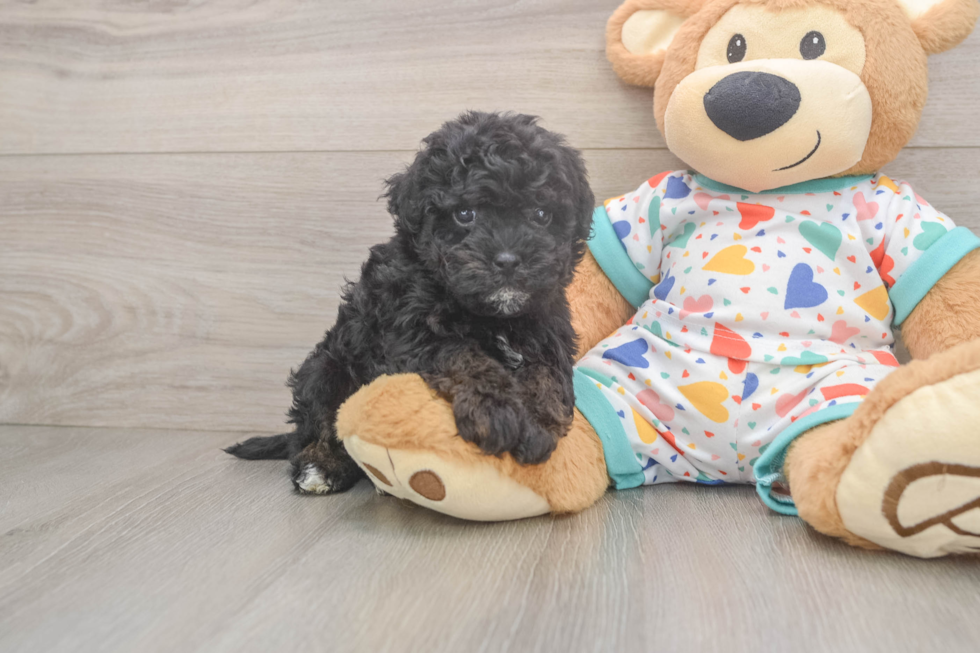 Funny Havapoo Poodle Mix Pup