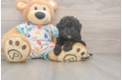 Popular Havapoo Poodle Mix Pup
