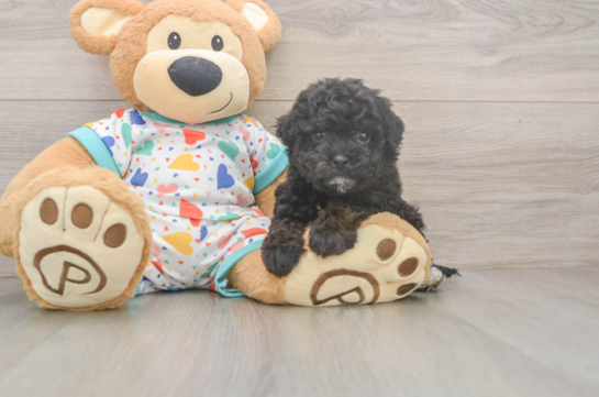 Popular Havapoo Poodle Mix Pup