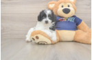 Smart Havapoo Poodle Mix Pup