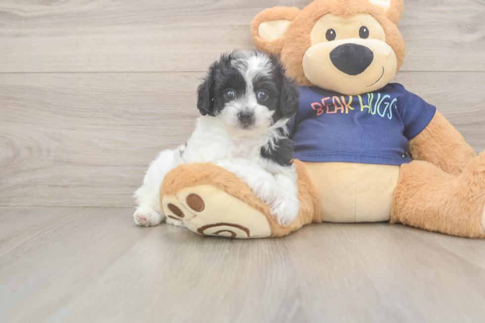 Smart Havapoo Poodle Mix Pup