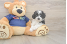 Playful Havadoodle Poodle Mix Puppy