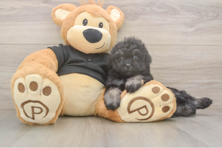 Little Havadoodle Poodle Mix Puppy