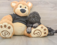 8 week old Havapoo Puppy For Sale - Seaside Pups