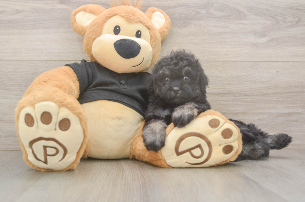 5 week old Havapoo Puppy For Sale - Seaside Pups