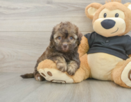 8 week old Havapoo Puppy For Sale - Seaside Pups