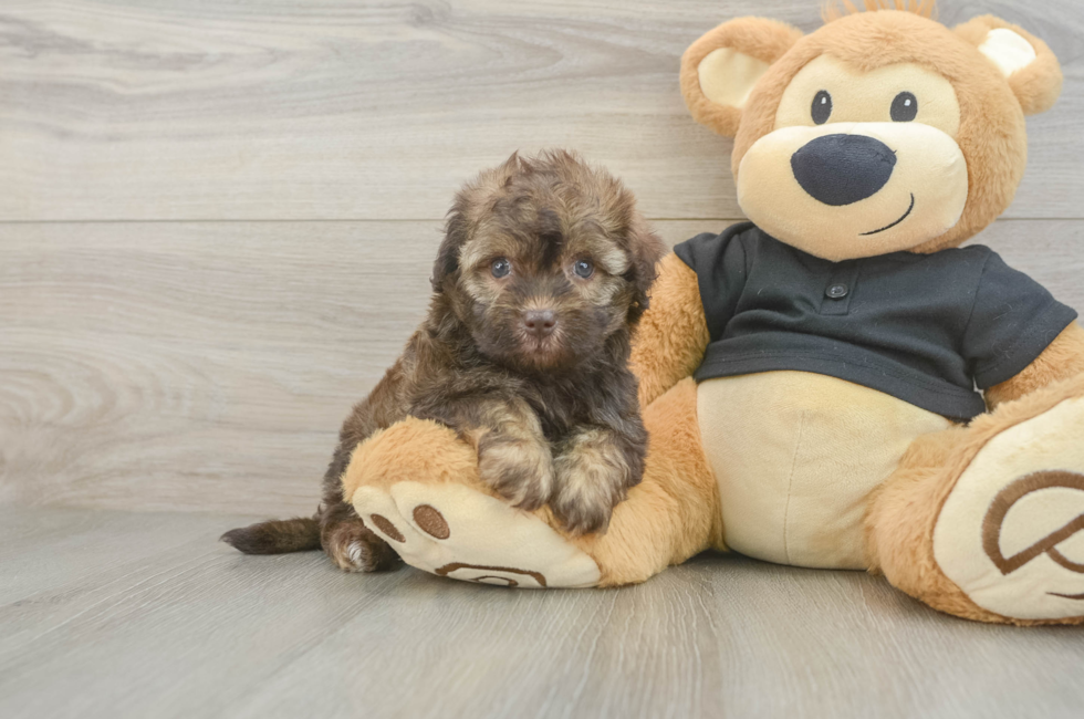 5 week old Havapoo Puppy For Sale - Seaside Pups