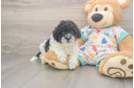 Cute Havapoo Baby