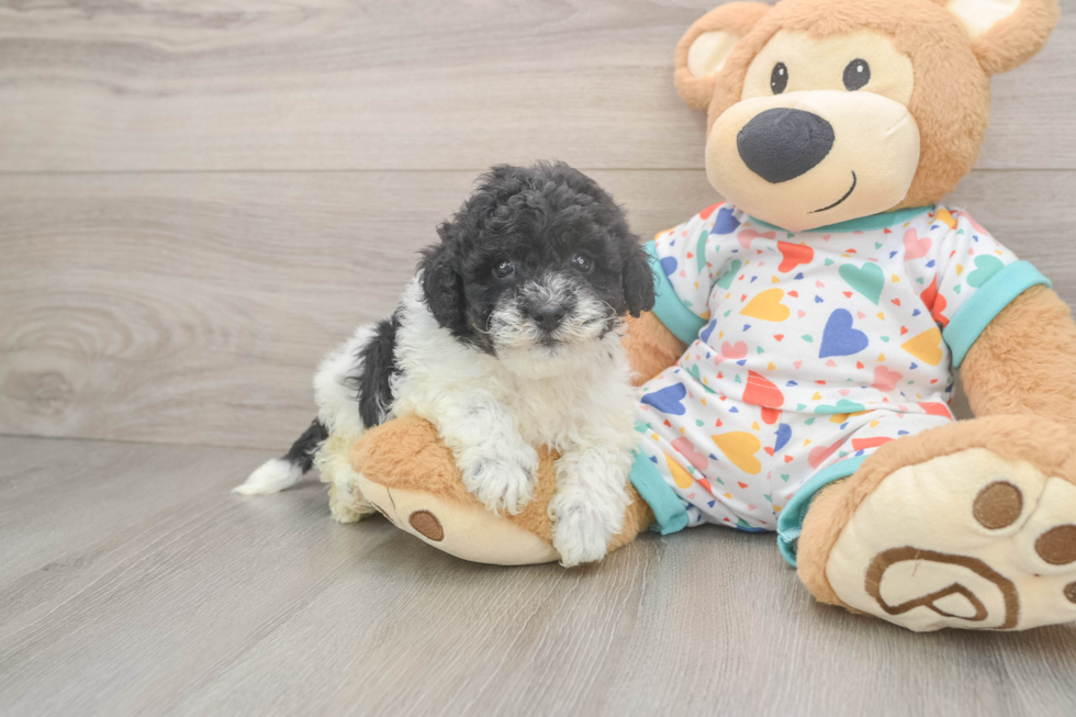 Cute Havapoo Baby