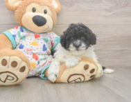 8 week old Havapoo Puppy For Sale - Seaside Pups