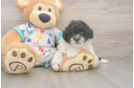 Havapoo Pup Being Cute