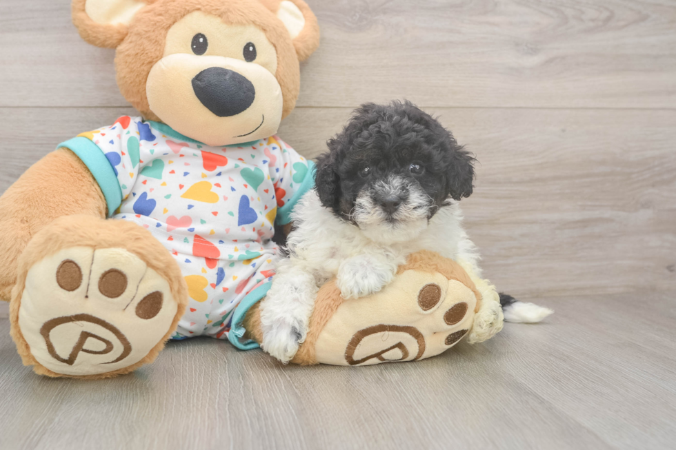 Havapoo Pup Being Cute