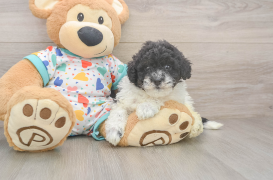 Havapoo Pup Being Cute