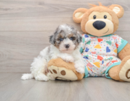 6 week old Havapoo Puppy For Sale - Seaside Pups