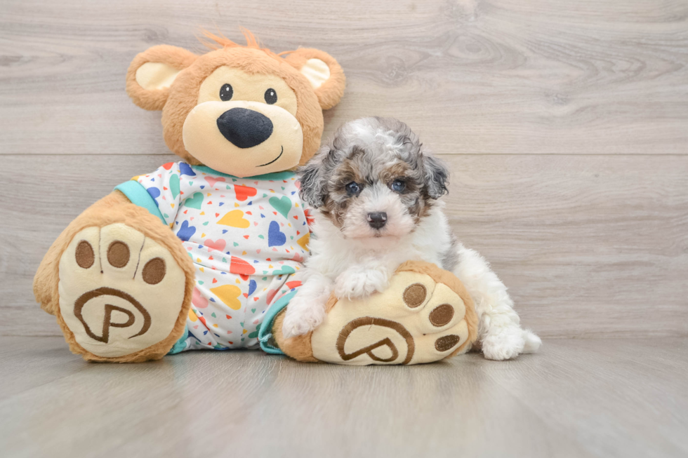 Petite Havapoo Poodle Mix Pup