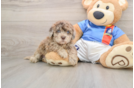Havapoo Pup Being Cute