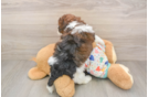 Adorable Havadoodle Poodle Mix Puppy