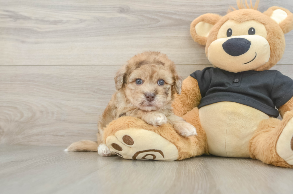 5 week old Havapoo Puppy For Sale - Seaside Pups