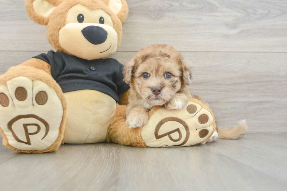 Havapoo Puppy for Adoption