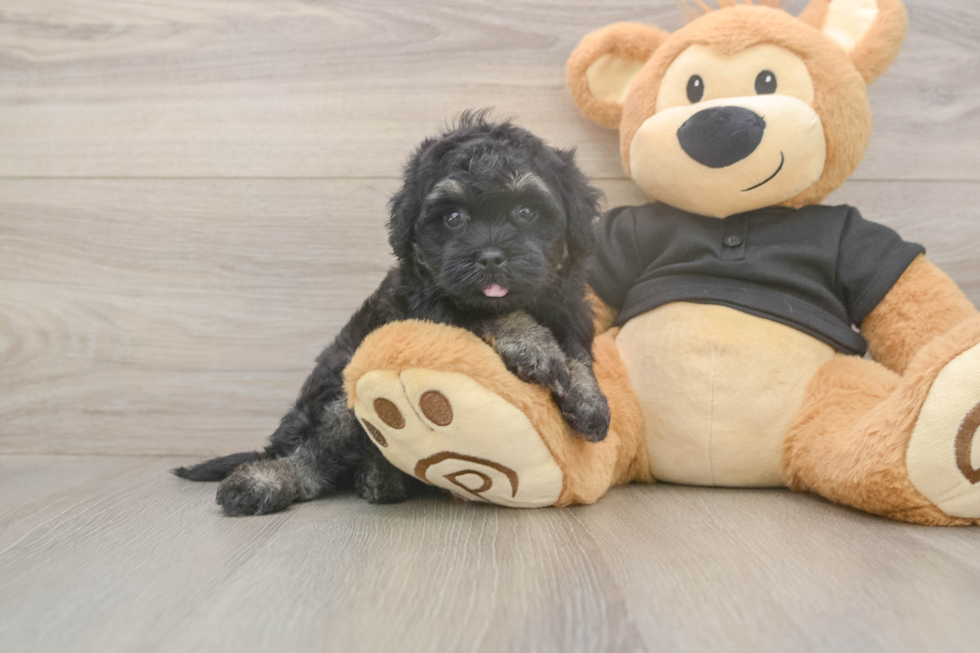 Energetic Havadoodle Poodle Mix Puppy