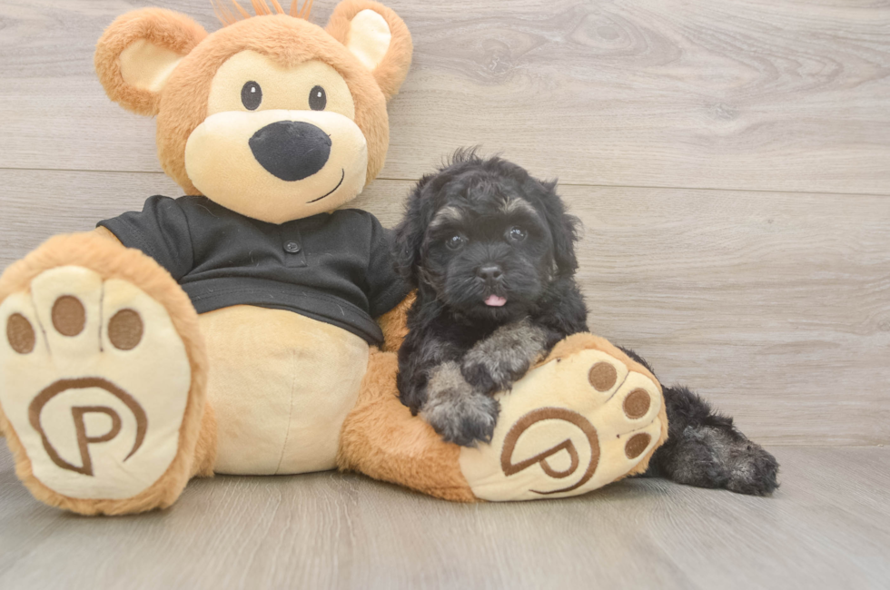 5 week old Havapoo Puppy For Sale - Seaside Pups