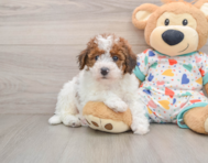 6 week old Havapoo Puppy For Sale - Seaside Pups