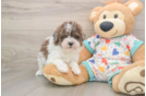 Smart Havapoo Poodle Mix Pup