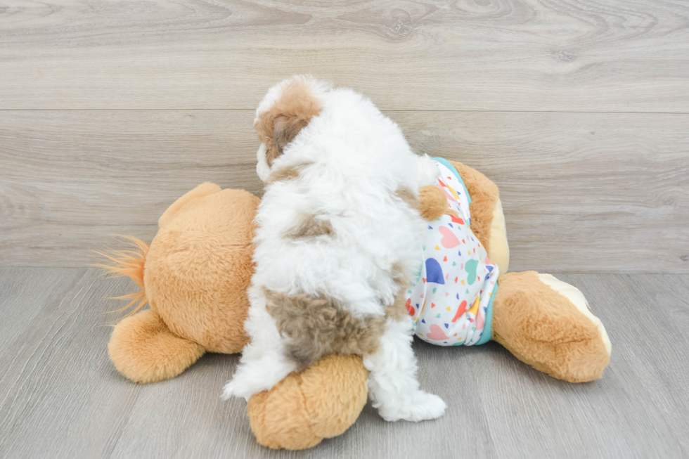 Popular Havapoo Poodle Mix Pup