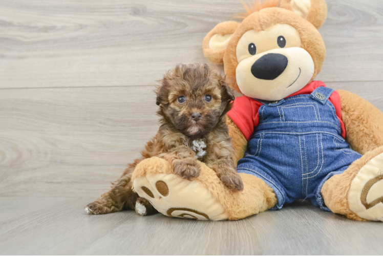 Hypoallergenic Havadoodle Poodle Mix Puppy