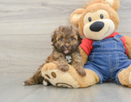 6 week old Havapoo Puppy For Sale - Seaside Pups