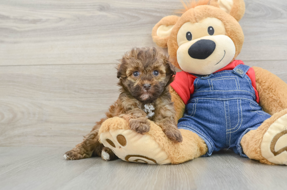 6 week old Havapoo Puppy For Sale - Seaside Pups