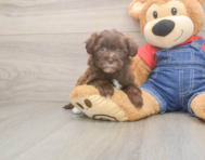 8 week old Havapoo Puppy For Sale - Seaside Pups