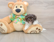 7 week old Havapoo Puppy For Sale - Seaside Pups