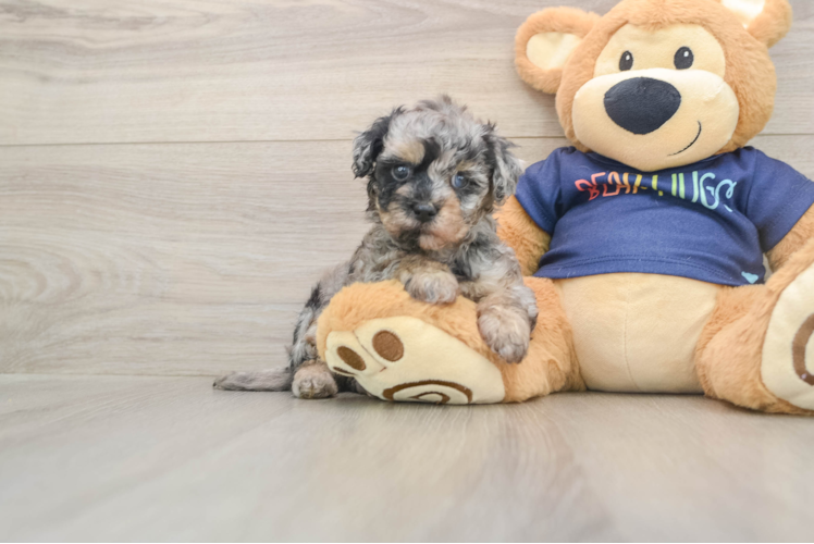 Havapoo Pup Being Cute