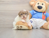 8 week old Havapoo Puppy For Sale - Seaside Pups