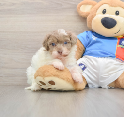 9 week old Havapoo Puppy For Sale - Seaside Pups