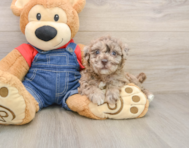7 week old Havapoo Puppy For Sale - Seaside Pups