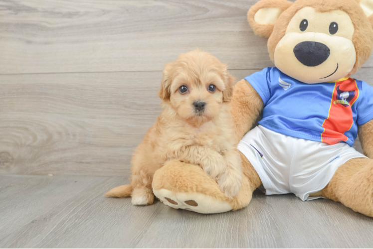 Funny Havapoo Poodle Mix Pup