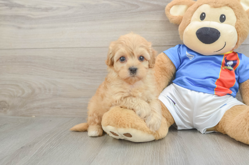 5 week old Havapoo Puppy For Sale - Seaside Pups
